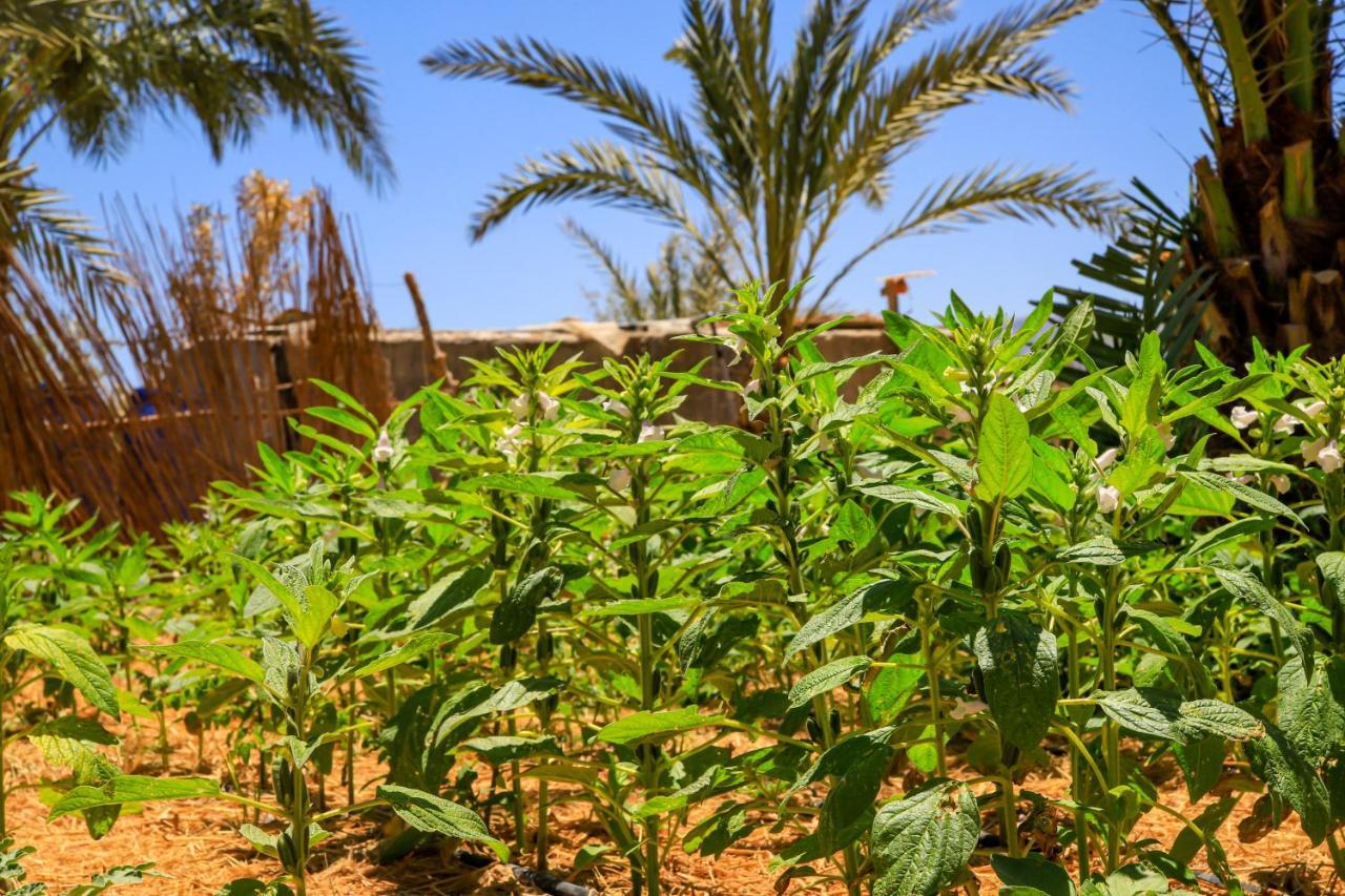 Habiba Beach Lodge Nuweiba` Exterior foto